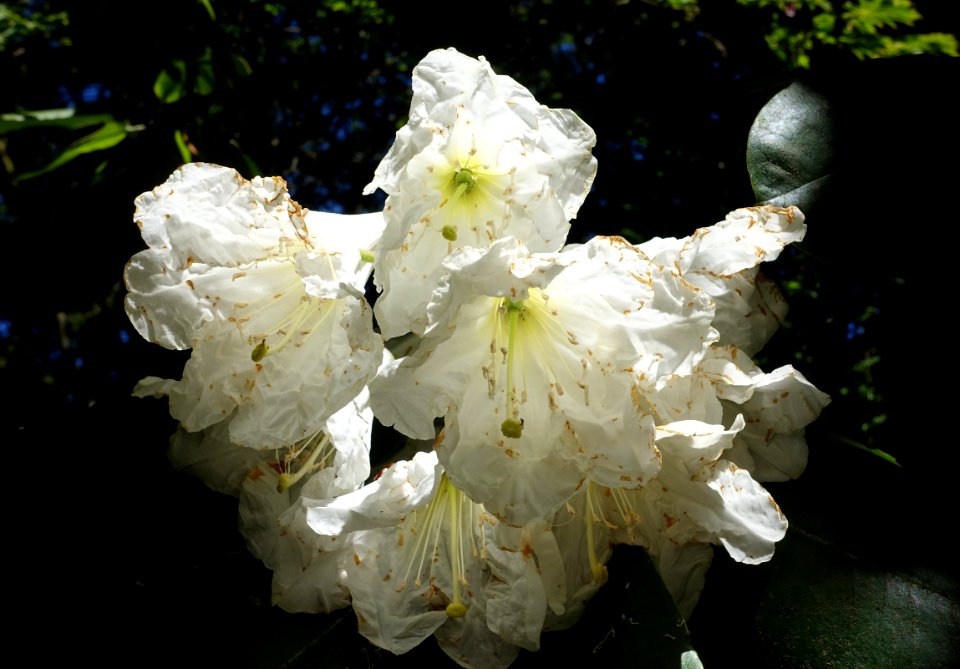 Rhododendron hemsleyanum - UBC Botanical Garden - Vancouver, Canada - DSC08275