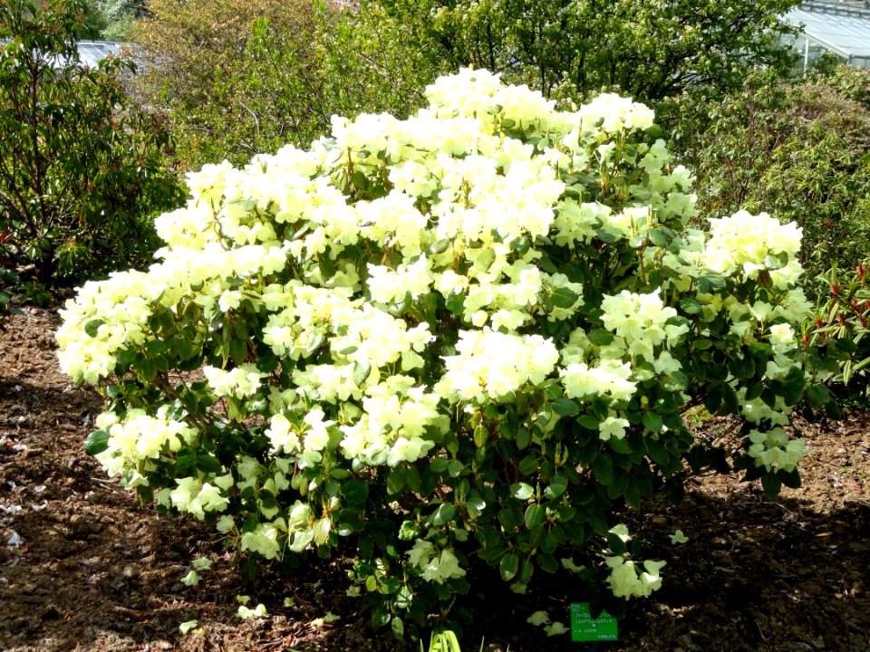 Rhododendron campylocarpum - University of Copenhagen Botanical Garden - DSC07599