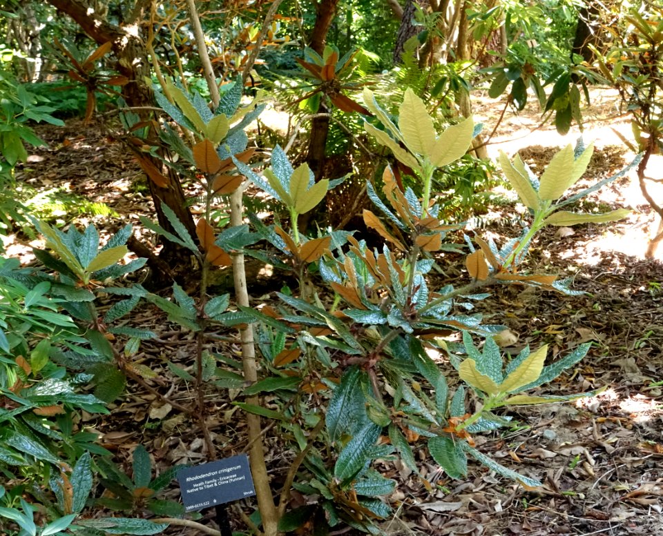 Rhododendron crinigerum - VanDusen Botanical Garden - Vancouver, BC - DSC07256