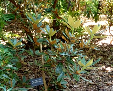 Rhododendron crinigerum - VanDusen Botanical Garden - Vancouver, BC - DSC07256