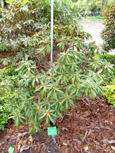 Rhododendron iodes - University of Copenhagen Botanical Garden - DSC07550