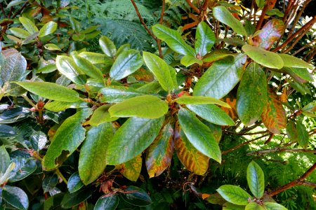 Rhododendron bureavii - UBC Botanical Garden - Vancouver, Canada - DSC08192
