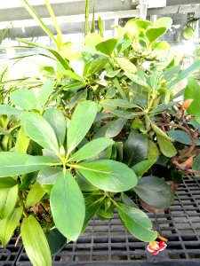 Rhododendron goodenoughii - Lyman Plant House, Smith College - DSC04418