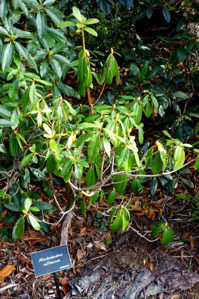 Rhododendron cuffeanum - Mendocino Coast Botanical Gardens - DSC02211