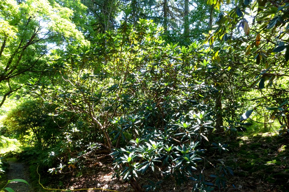 Rhododendron barbatum - VanDusen Botanical Garden - Vancouver, BC - DSC07177