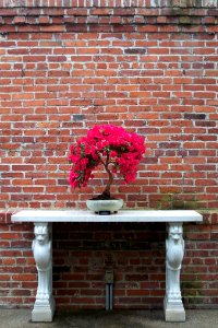 Rhododendron “Southern Indica,” bonsai, 2015-03-13, Phipps Conservatory, 01