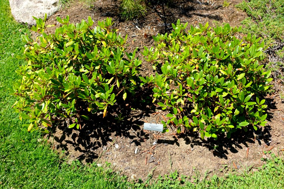 Rhododendron 'Waltham'- Asticou Azalea Garden - Northeast Harbor, Maine - DSC03620