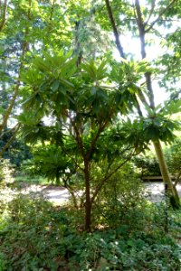 Rhododendron calophytum - VanDusen Botanical Garden - Vancouver, BC - DSC06987