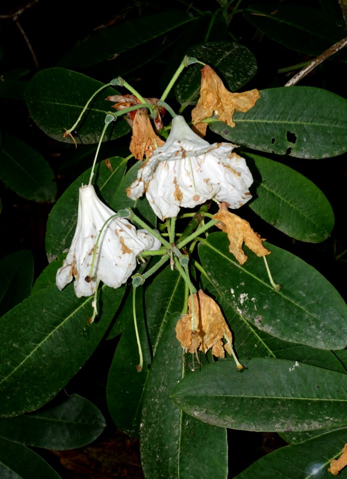 Rhododendron hemsleyanum - VanDusen Botanical Garden - Vancouver, BC - DSC07244