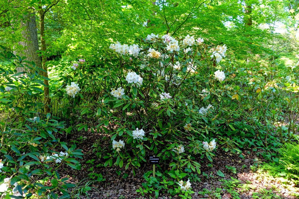 Rhododendron 'Porzellan' - Savill Garden - Windsor Great Park, England - DSC06290