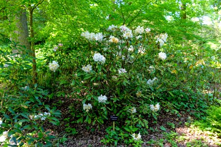 Rhododendron 'Porzellan' - Savill Garden - Windsor Great Park, England - DSC06290