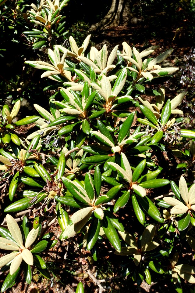 Rhododendron degronianum ssp. yakushimanum - VanDusen Botanical Garden - Vancouver, BC - DSC07099