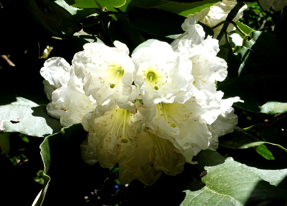 Rhododendron hemsleyanum - UBC Botanical Garden - Vancouver, Canada - DSC08269