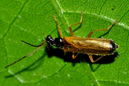 Rhagonycha-lignosa-04-fws