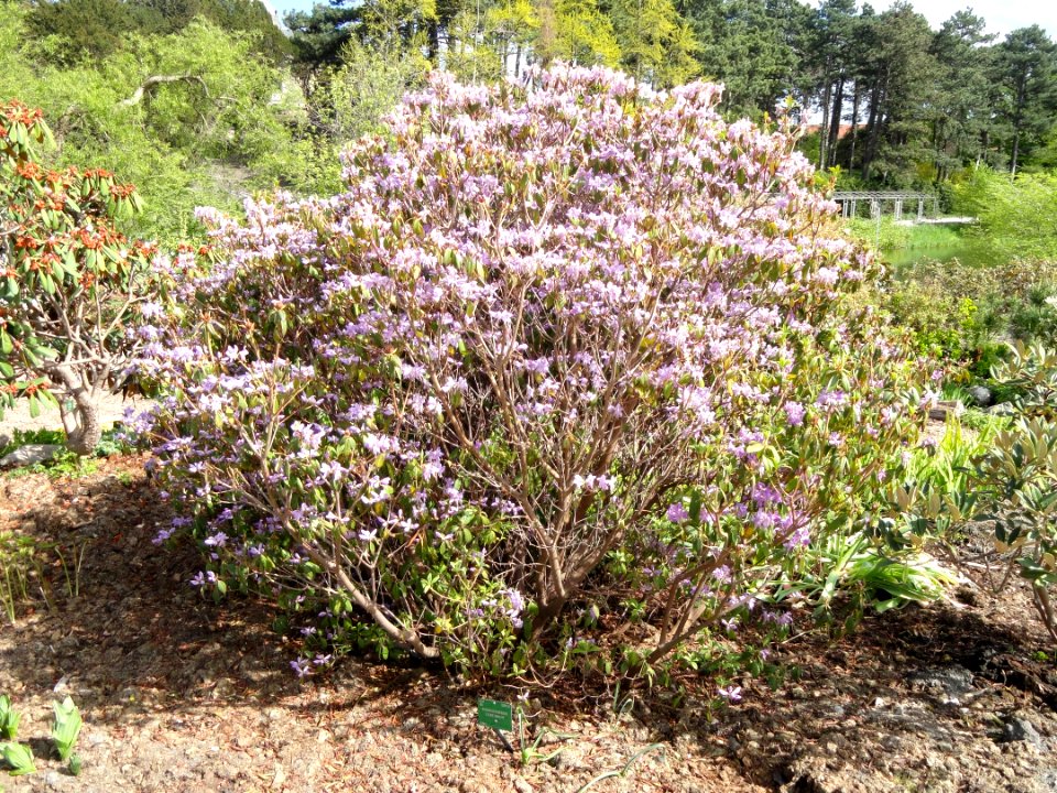 Rhododendron concinnum - University of Copenhagen Botanical Garden - DSC07613