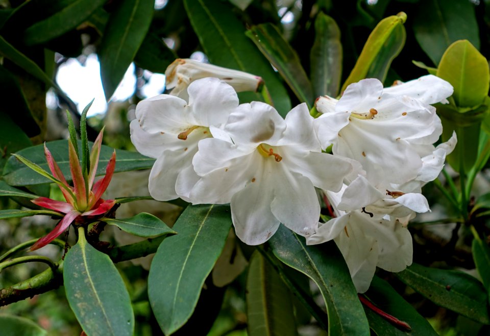 Rhododendron decorum subsp. diaprepes - RHS Garden Harlow Carr - North Yorkshire, England - DSC01304