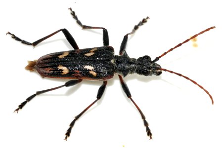Rhagium-bifasciatum-09-fws