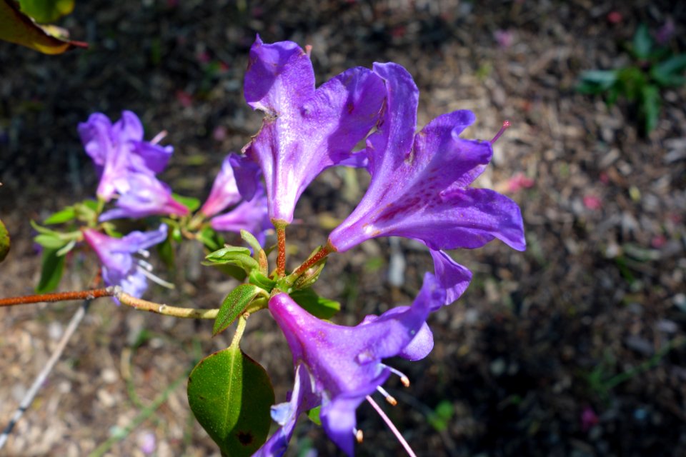Rhododendron capitatum - Arnold Arboretum - DSC06640
