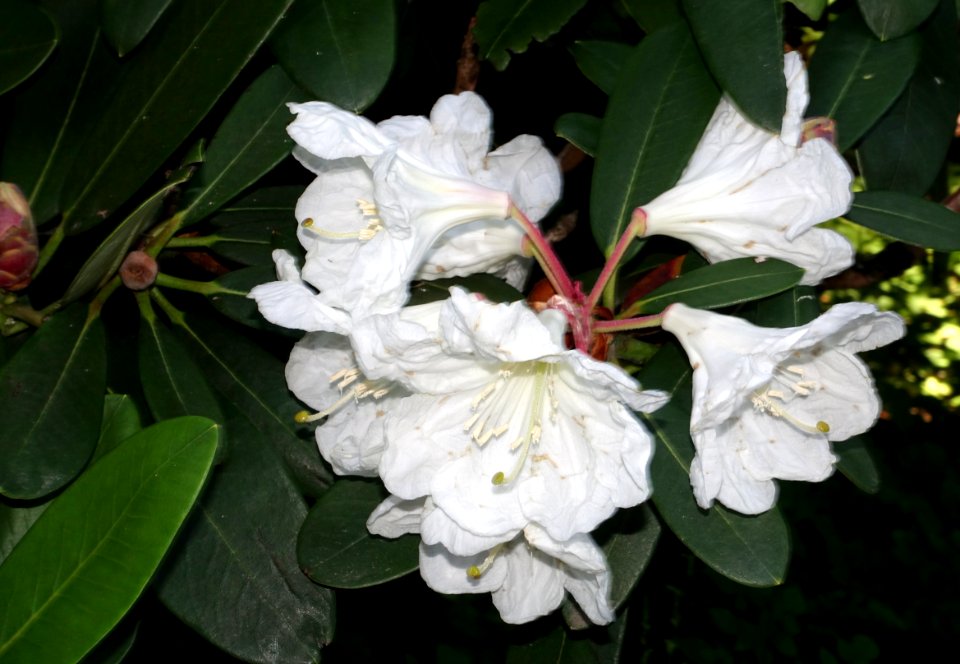 Rhododendron - VanDusen Botanical Garden - Vancouver, BC - DSC06956
