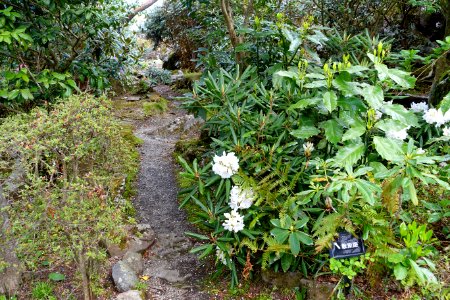 Rhododendron - Gora Park - Hakone, Kanagawa, Japan - DSC08461