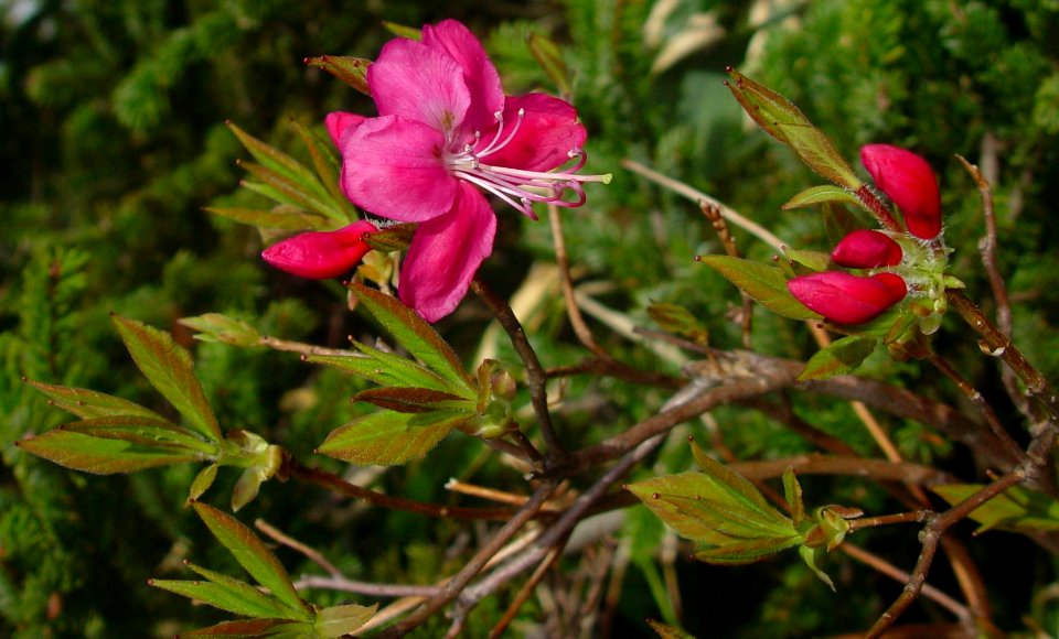 Rhododendron albrechtii in Mount Betsu 2004-06-13