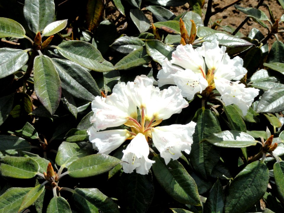 Rhododendron bureavii - University of Copenhagen Botanical Garden - DSC07596