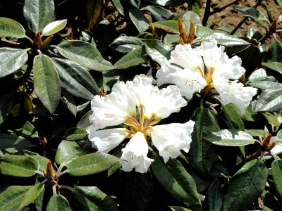 Rhododendron bureavii - University of Copenhagen Botanical Garden - DSC07596