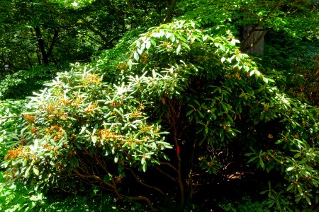 Rhododendron aff. degronianum - UBC Botanical Garden - Vancouver, Canada - DSC08025