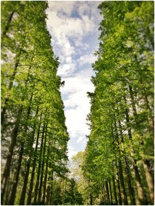 Trees nature avenue