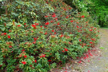 Rhododendron 'Persimmon' - Hillier Gardens - Romsey, Hampshire, England - DSC04855