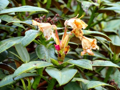 Rhododendron adenogynum - University of Copenhagen Botanical Garden - DSC07543