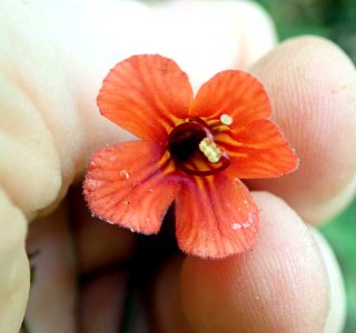 Rhabdothamnus solandri 111722351