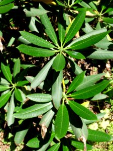 Rhododendron beesianum - UBC Botanical Garden - Vancouver, Canada - DSC08081