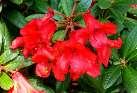 Rhododendron 'May Day Good Form' - Savill Garden - Windsor Great Park, England - DSC06418