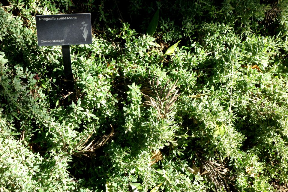 Rhagodia spinescens - Leaning Pine Arboretum - DSC05454