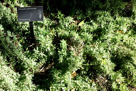 Rhagodia spinescens - Leaning Pine Arboretum - DSC05454 photo