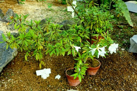 Rhododendron boninense - Shinjuku Gyo-en Greenhouse - Tokyo, Japan - DSC05898