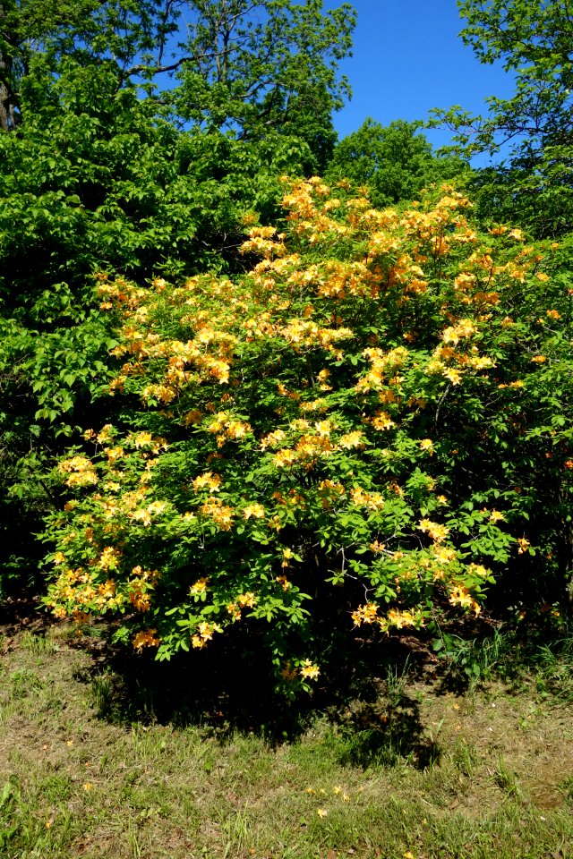 Rhododendron calendulaceum - Arnold Arboretum - DSC06727