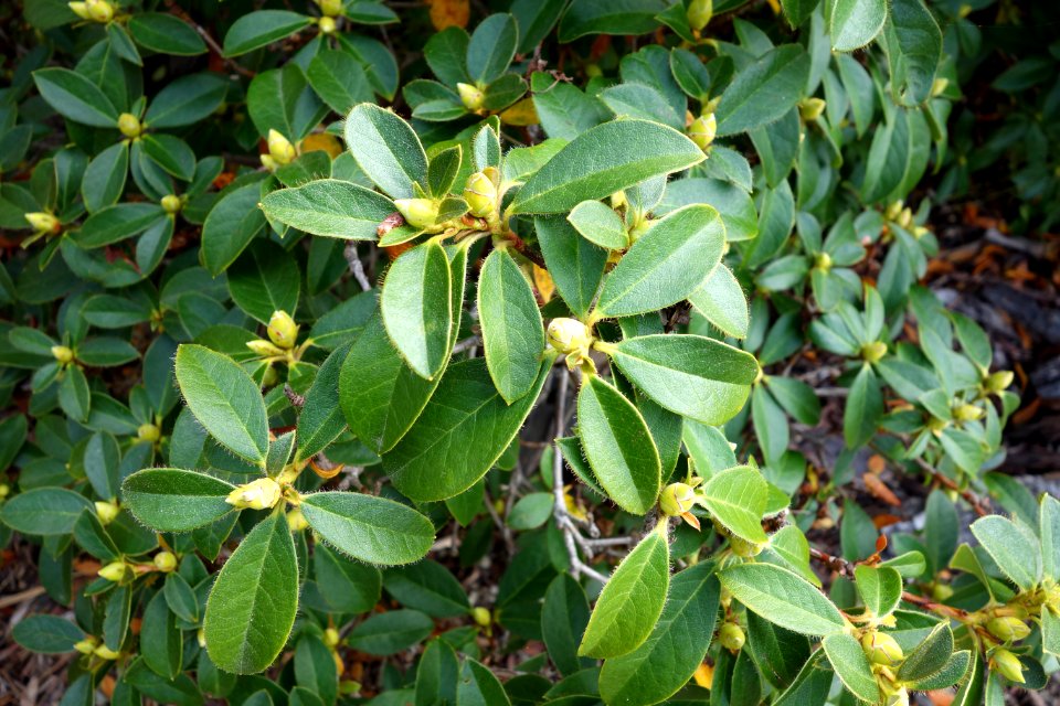 Rhododendron johnstoneanum - Mendocino Coast Botanical Gardens - DSC02220