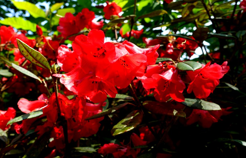 Rhododendron 'Mandalay' - Savill Garden - Windsor Great Park, England - DSC06303