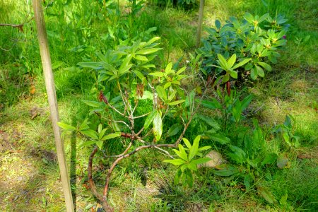 Rhododendron cubittii - Caerhayes Castle gardens - Cornwall, England - DSC03190
