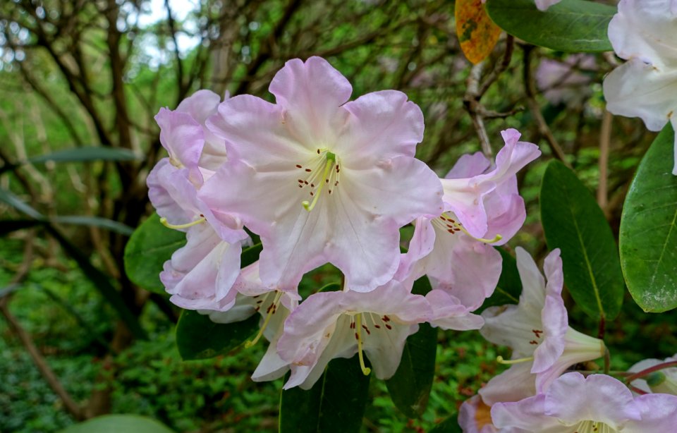 Rhododendron 'Naomi Nautilus' - Exbury Gardens - Exbury, England - DSC03877