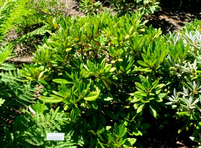 Rhododendron 'Pohjola's Daughter' - Asticou Azalea Garden - Northeast Harbor, Maine - DSC03554