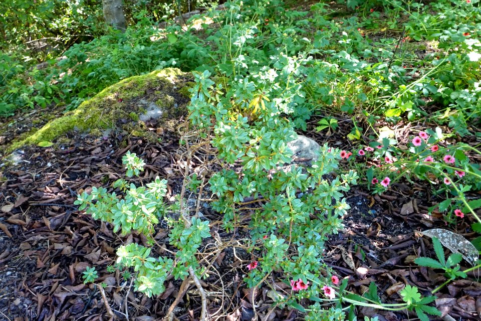 Rhododendron intricatum - VanDusen Botanical Garden - Vancouver, BC - DSC07125