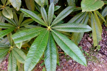 Rhododendron asterochnoum - UBC Botanical Garden - Vancouver, Canada - DSC08238