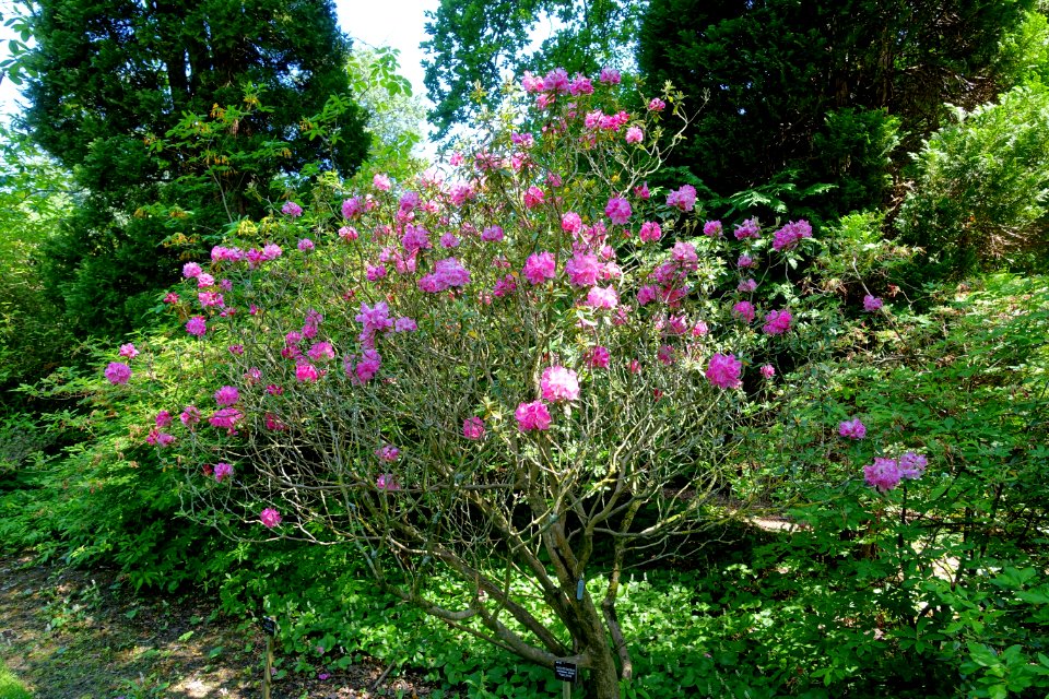 Rhododendron 'Pinkerton' - Savill Garden - Windsor Great Park, England - DSC06284