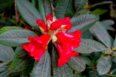 Rhododendron 'Mouton Rothschild' - Exbury Gardens - Exbury, England - DSC03791