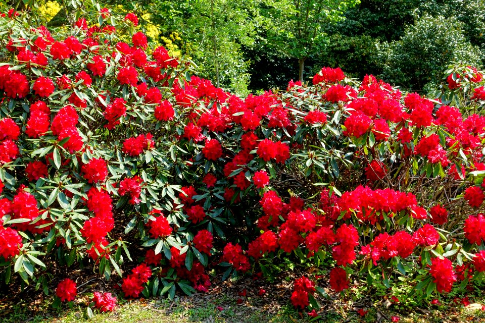 Rhododendron 'Mrs G.A. Sims' - Sheffield Park and Garden - East Sussex, England - DSC05484