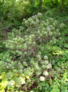 Rhododendron hippophaeoides - Botanischer Garten, Frankfurt am Main - DSC03371