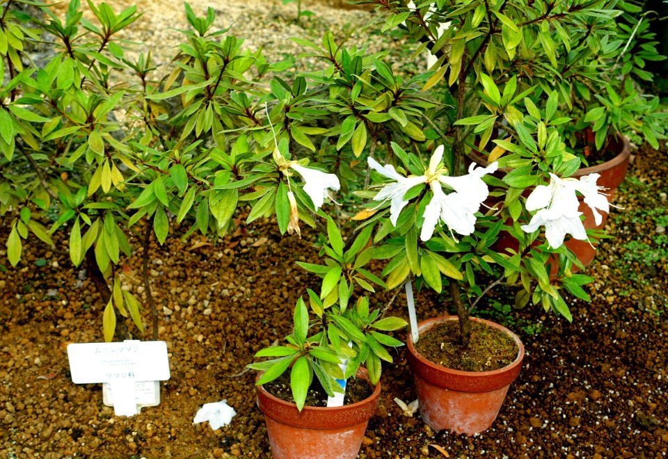 Rhododendron boninense - Shinjuku Gyo-en Greenhouse - Tokyo, Japan - DSC05902